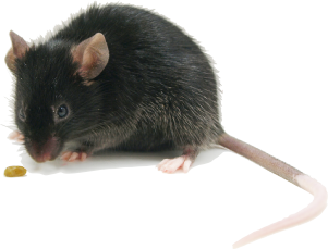 Maus als Beispiel für Schädlingsbekämpfung